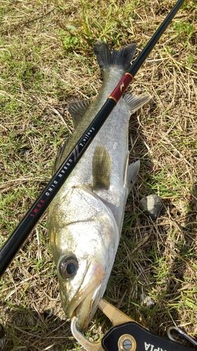 釣果
