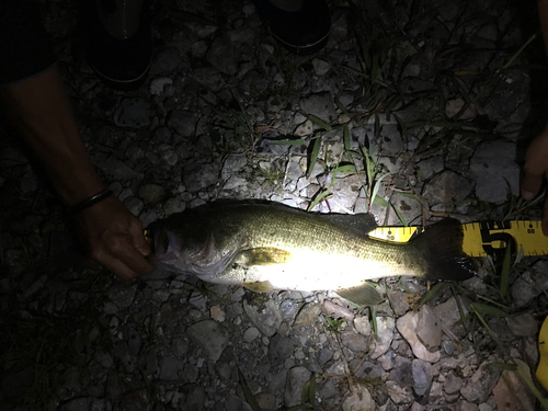 ラージマウスバスの釣果