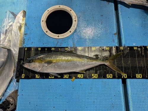 ヒラマサの釣果