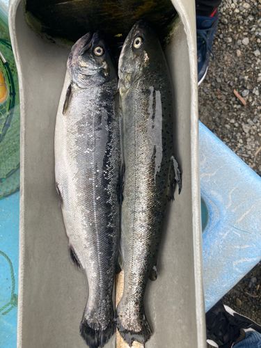 サクラマスの釣果