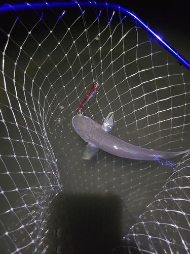ボラの釣果