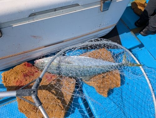 ブリの釣果