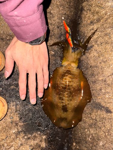 アオリイカの釣果