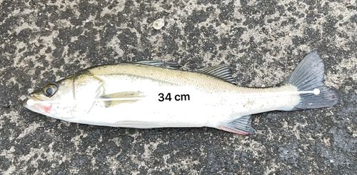 スズキの釣果