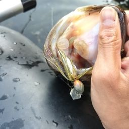 ブラックバス