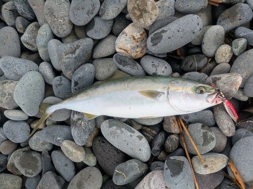 イナダの釣果