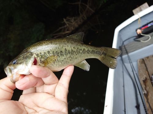 ブラックバスの釣果