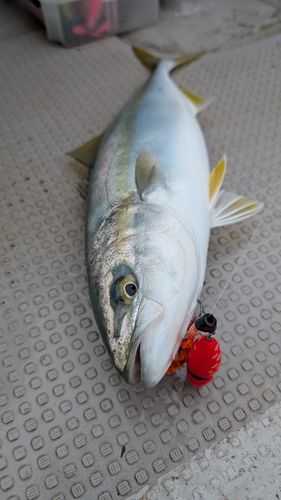 イナダの釣果
