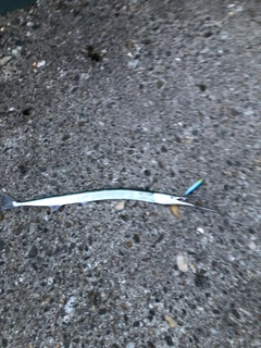 ダツの釣果