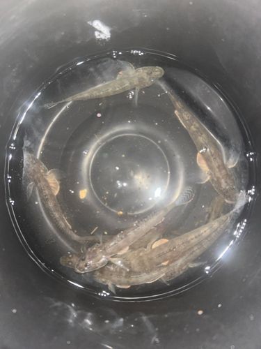 マハゼの釣果