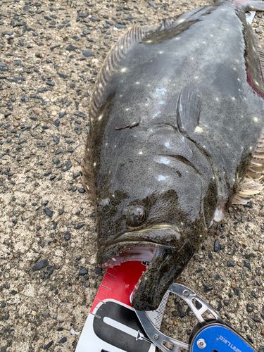 ヒラメの釣果