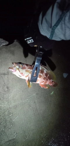 アカハタの釣果