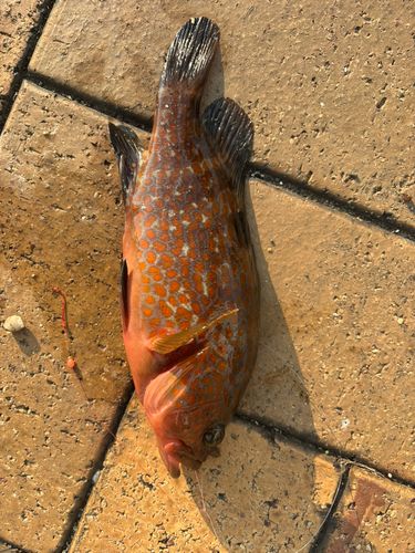 キジハタの釣果