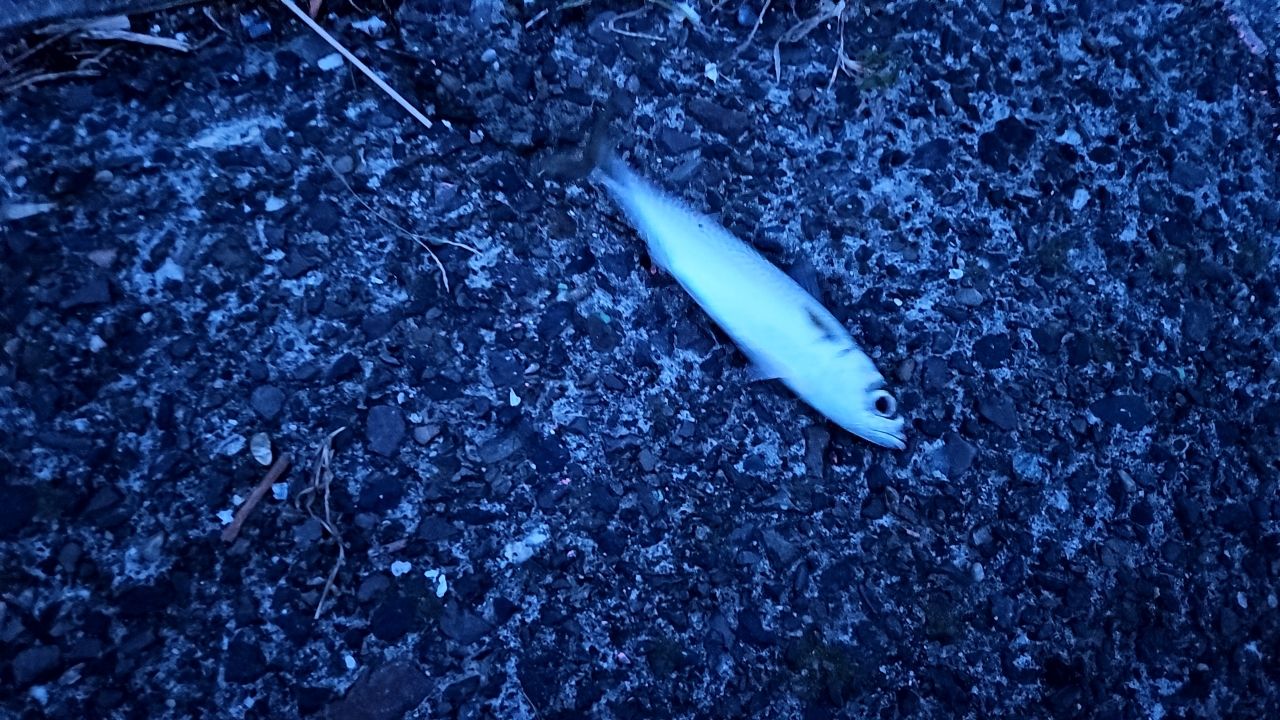 サバ