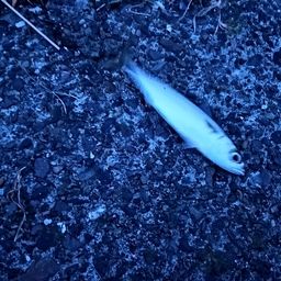 サバ