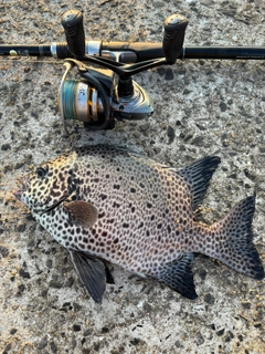 イシガキダイの釣果