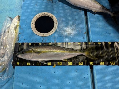 ヒラマサの釣果