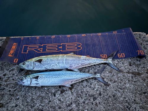 サゴシの釣果