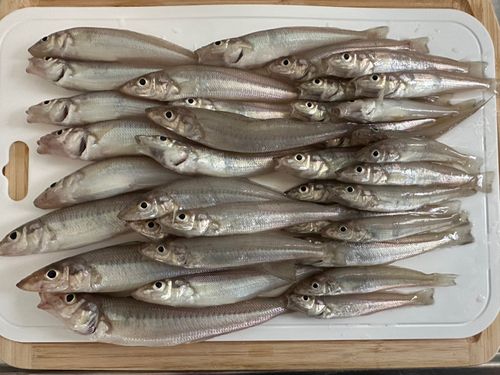キスの釣果
