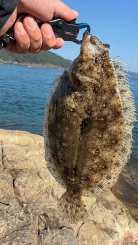 ガンゾウビラメの釣果