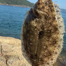 ガンゾウビラメ