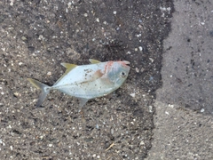 メッキの釣果