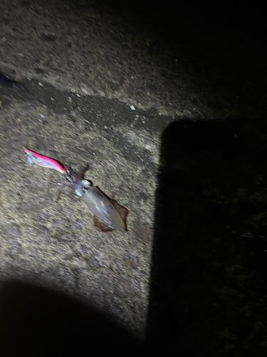 マメイカの釣果