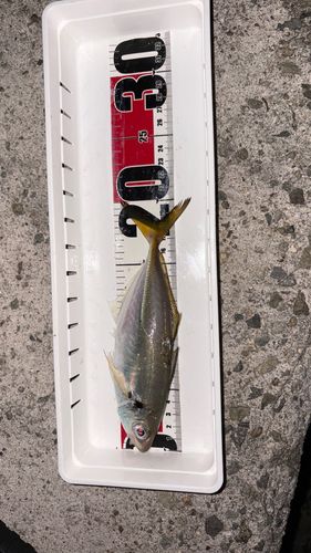 マアジの釣果