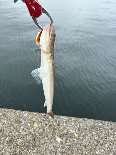 エソの釣果