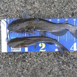 アメリカナマズ