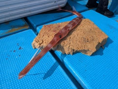アカヤガラの釣果