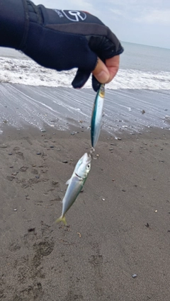 マサバの釣果