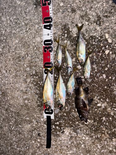 マアジの釣果