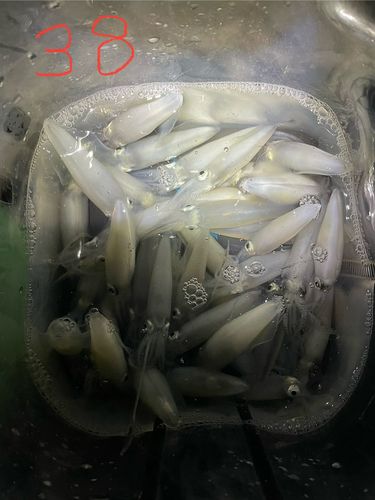 マメイカの釣果