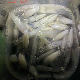 マメイカ