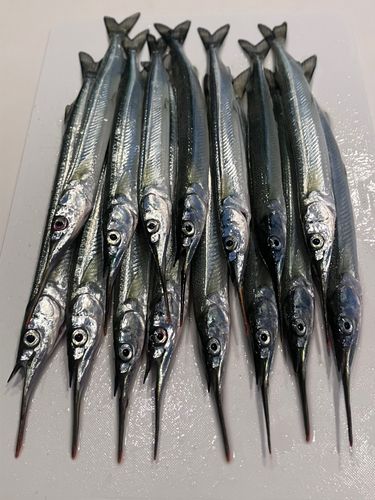サヨリの釣果