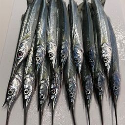 サヨリ