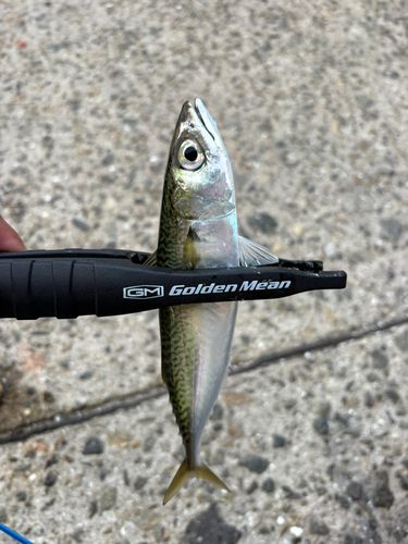 サバの釣果