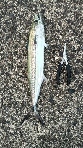 サゴシの釣果