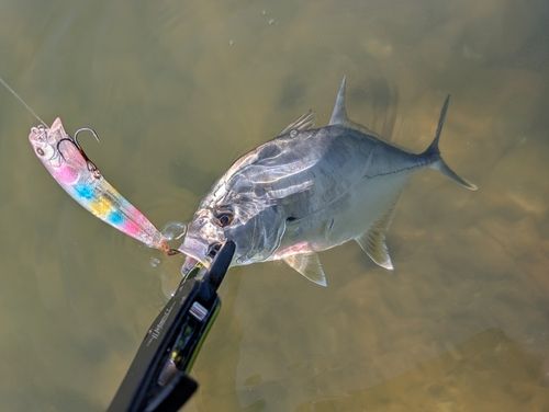 メッキの釣果