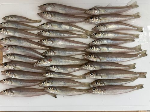 釣果