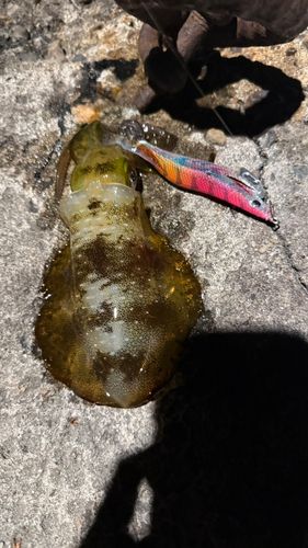 越前海岸