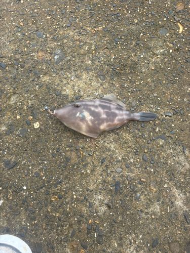 釣果