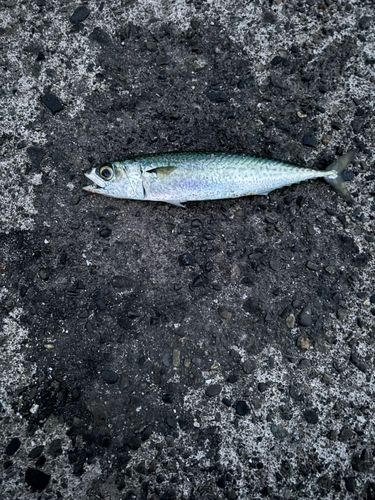 東伊豆