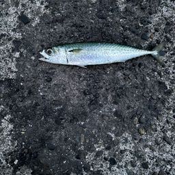 サバ
