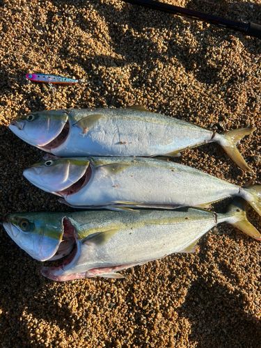 ヤズの釣果