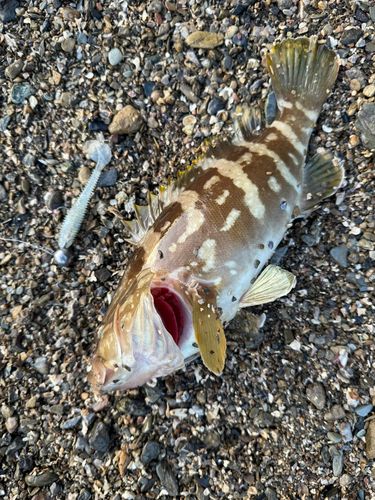 クエの釣果