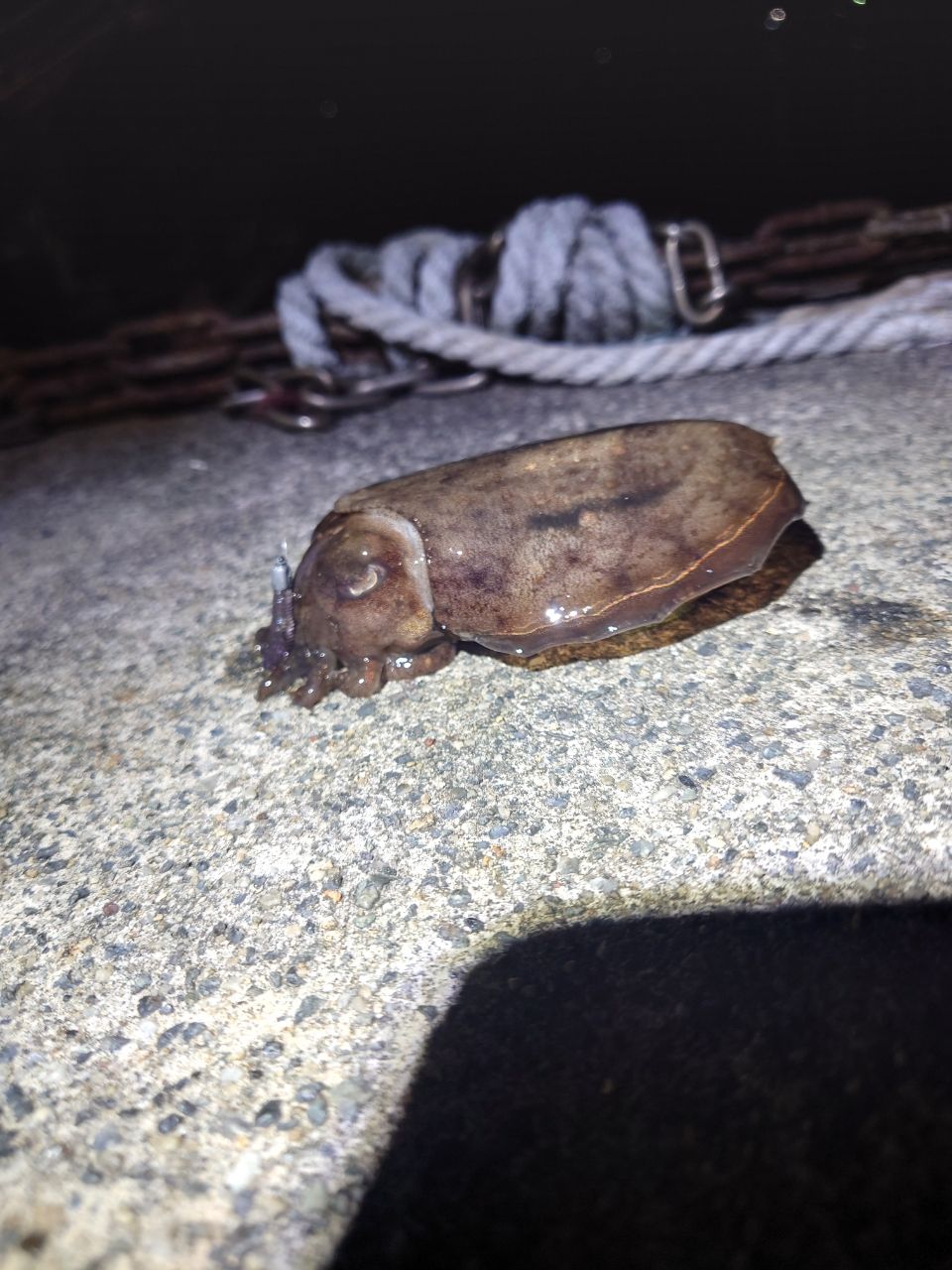 コウイカ