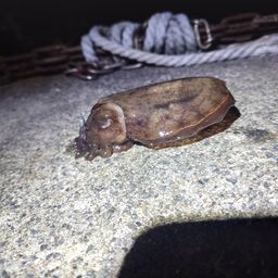 コウイカ