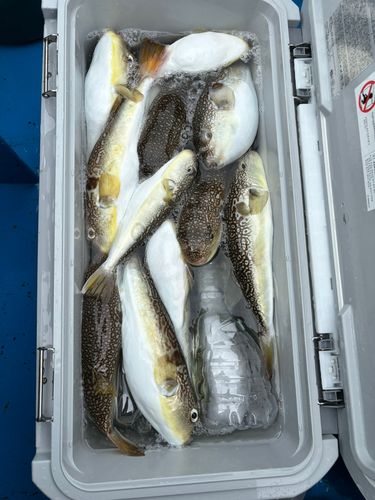 フグの釣果